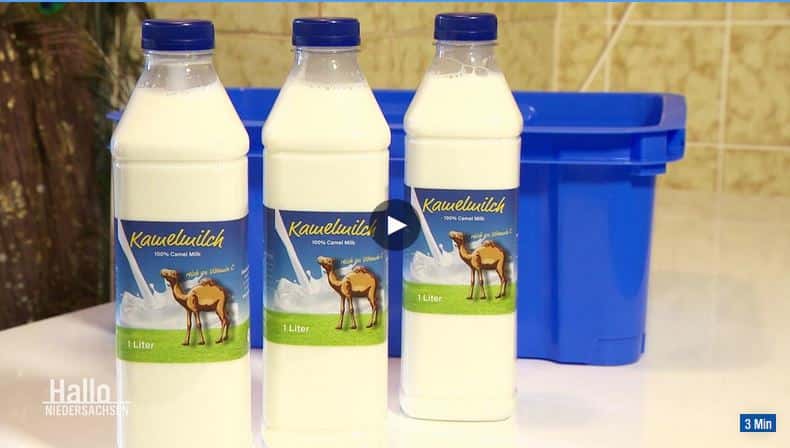 EU erteilt Zulassung für Kamel-Milch in Deutschland