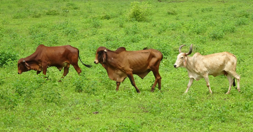 Südamerikaner liefern mehr Rindfleisch in die EU