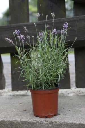 Stecklinge Lavendel vermehren