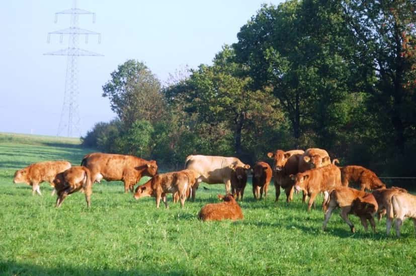 BHV1 und BVD: Rheinland-Pfalz muss handeln!