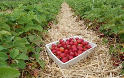 Saisonstart für Erdbeeren aus Deutschland