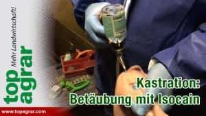 Kastration: Gute Erfahrungen mit örtlicher Betäubung