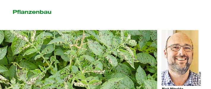 Alternaria Lohnt sich eine Bekämpfung?