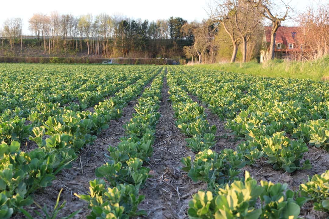 Nabu horrified by 1:1 implementation of EU decommissioning proposals