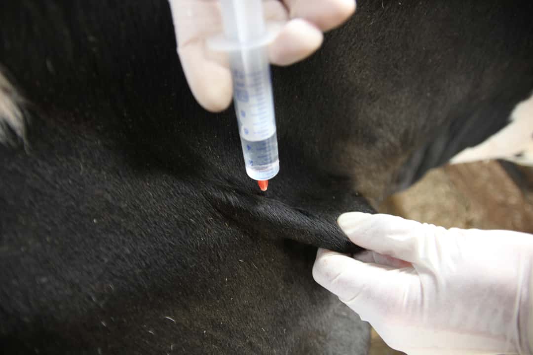 Bluetongue: Vaccine against BTV-3 available