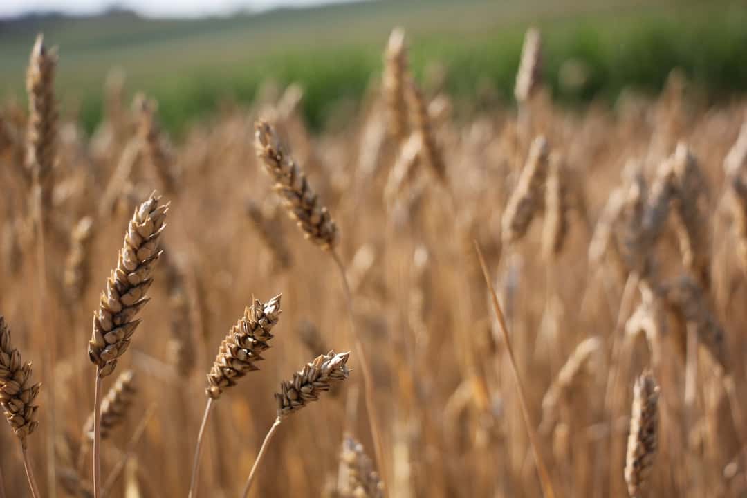 Image gallery: This is what emmer, einkorn, champagne rye & co. look like