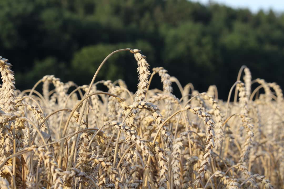 Warum Gibt Es Kein Weizenin Mehr Bald 4 x mehr Weizen-Düngung für globale Ernährungssicherung?