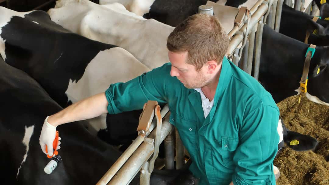 Bluetongue: What livestock owners need to know about it
