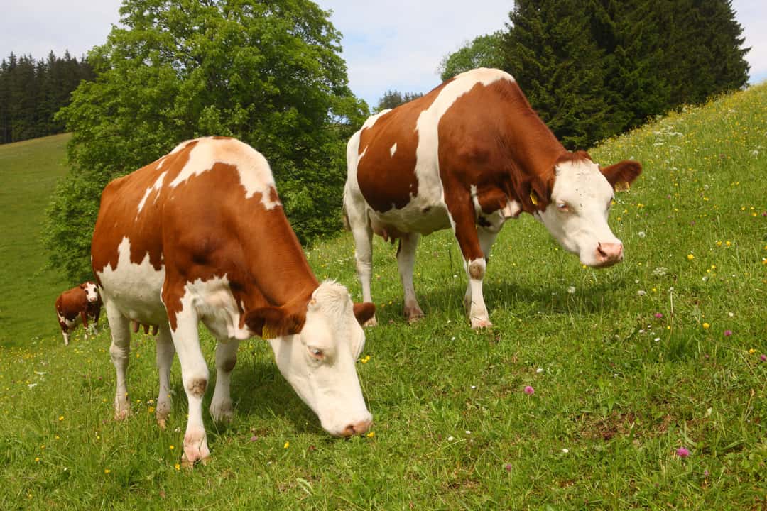 Bluetongue now also in Baden-Württemberg; more than 2,000 cases nationwide