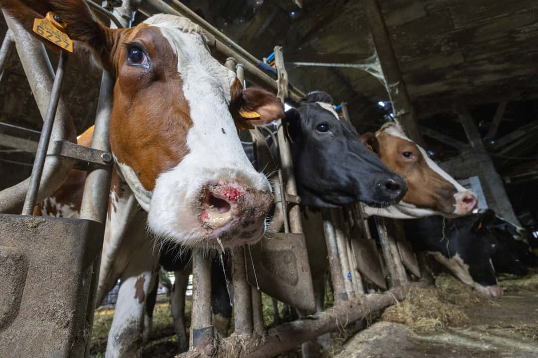 Bluetongue disease: All information and news about the BTV3 spread