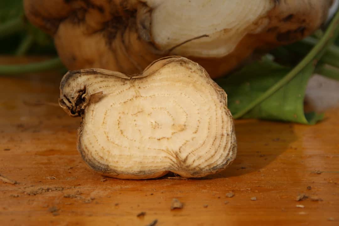 Cicadas - | a serious threat to beet and potato farming