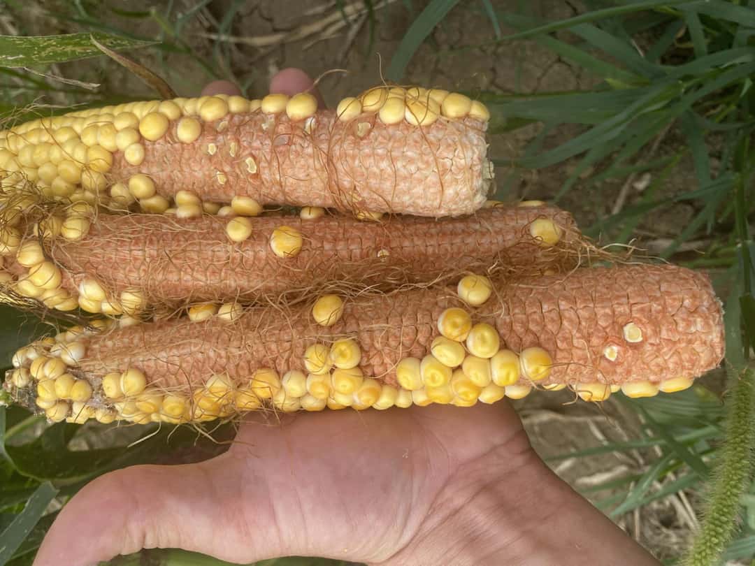 Slowenien: Landwirte ärgern sich über Maiskolben ohne Körner ...
