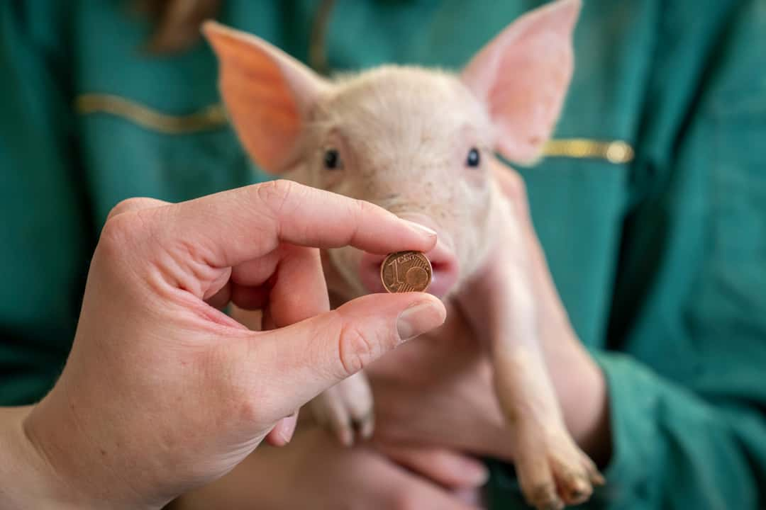 Ferkelpreise stabil Wann kommt die Trendwende?