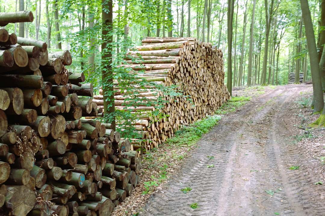 Forest owners demand an end to the spiral of bureaucracy | and spiral of ...