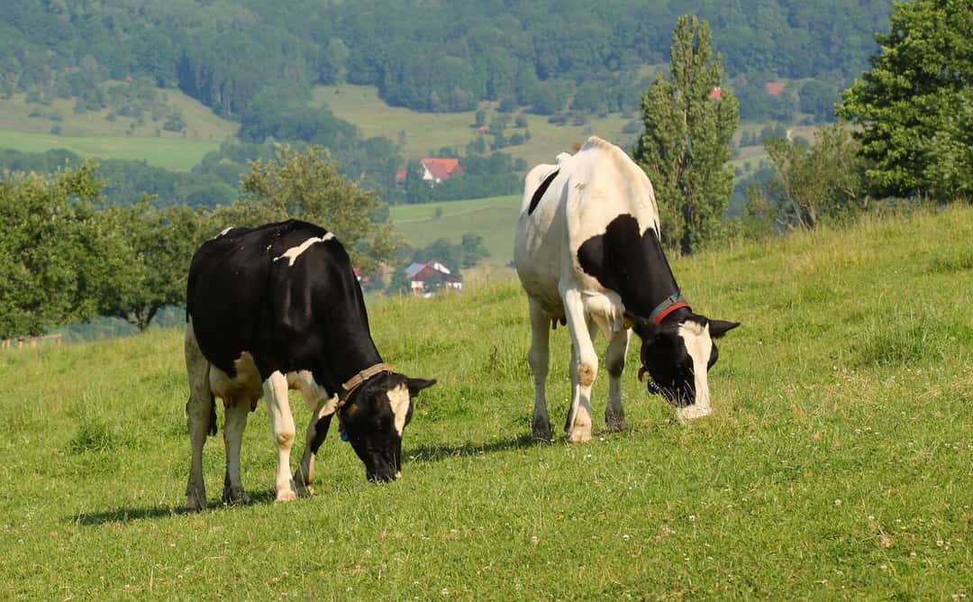 Aldi wants to support Britain's Arla dairy farmers with 30 million ...