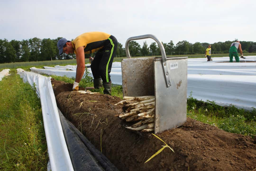SPD wants 15 Euro minimum wage - | CDU sees agriculture in trouble