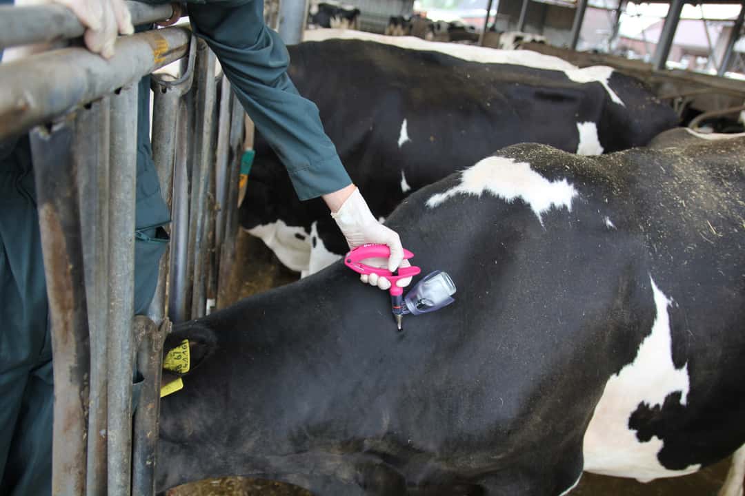 Lower Saxony is paying hardship allowances for bluetongue disease - | why ...