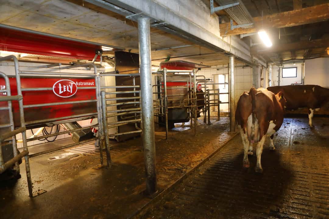 Modern technology helps cows with the time change