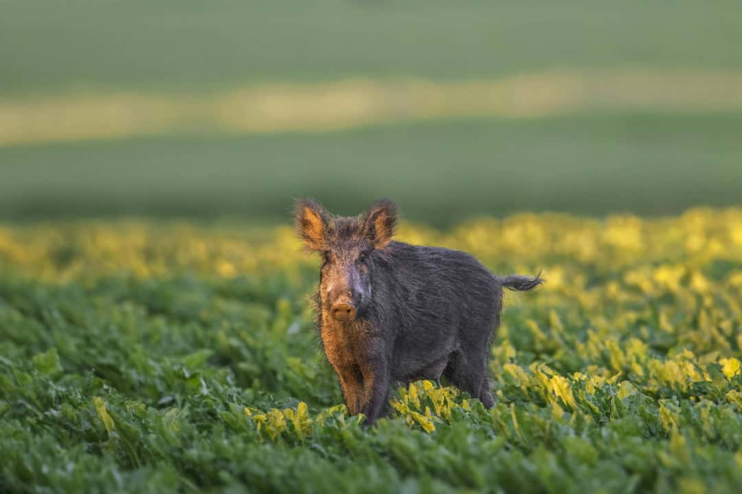 Erster-ASP-Fall-bei-Wildschwein-im-Landkreis-Oberhavel