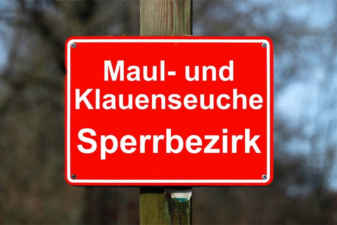 FMD: Brandenburg begins lifting the exclusion zone