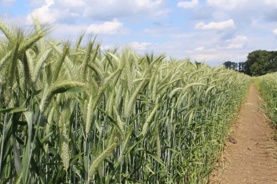 Triticale-Fungizidintensit-t-an-Wetter-ausrichten