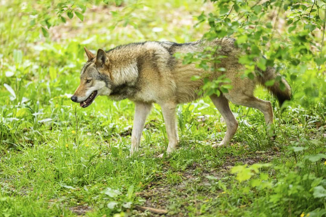 Rheinland-Pfalz-nimmt-den-Wolf-ins-Jagdrecht-auf