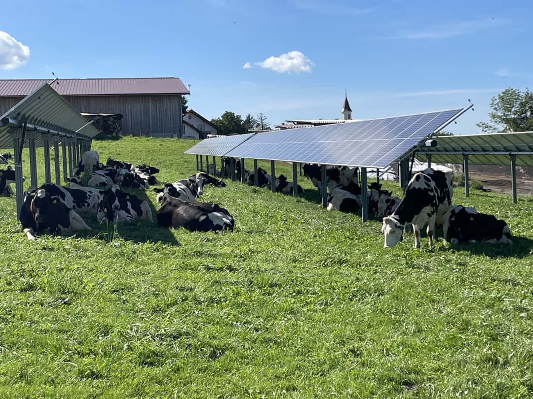 Agri-PV: New standard should include animal husbandry