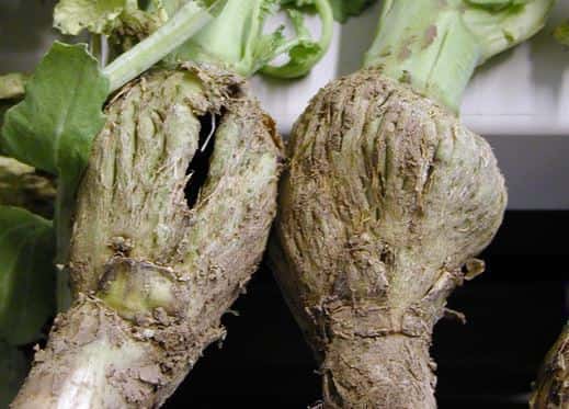 Kohlhernie im Raps – Kein regionales Problem