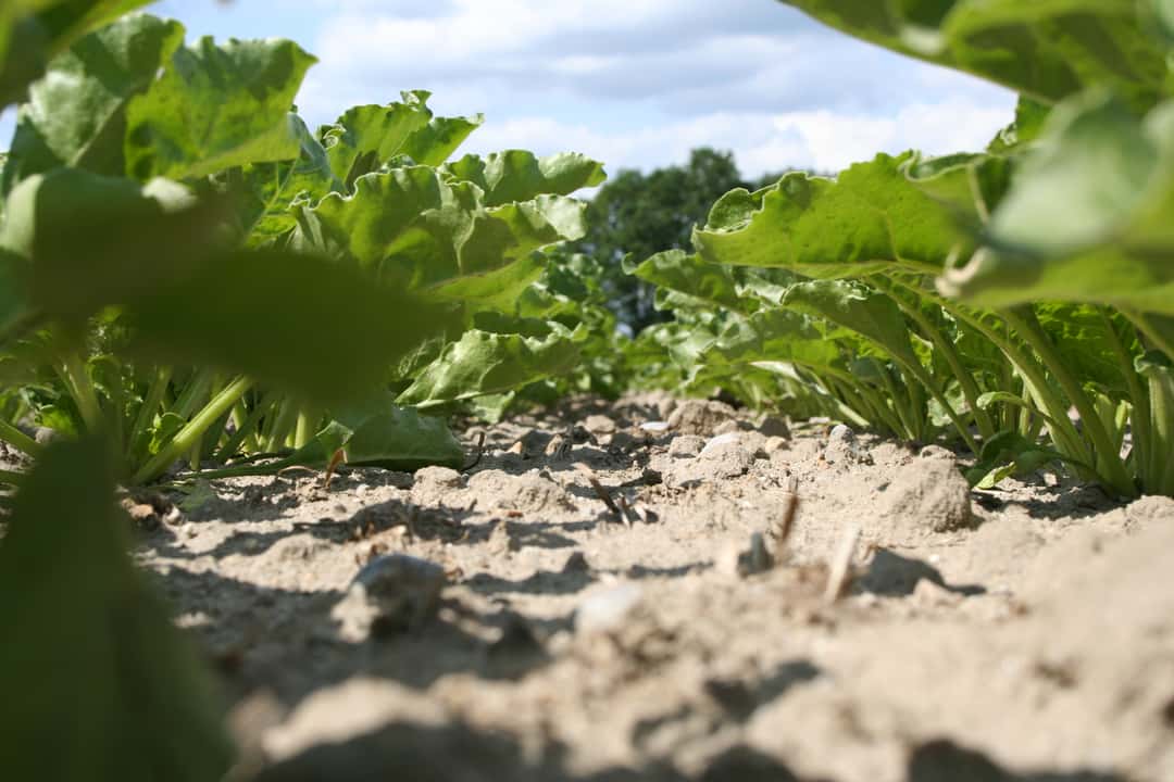 Die Top-Rübensorten | top agrar online