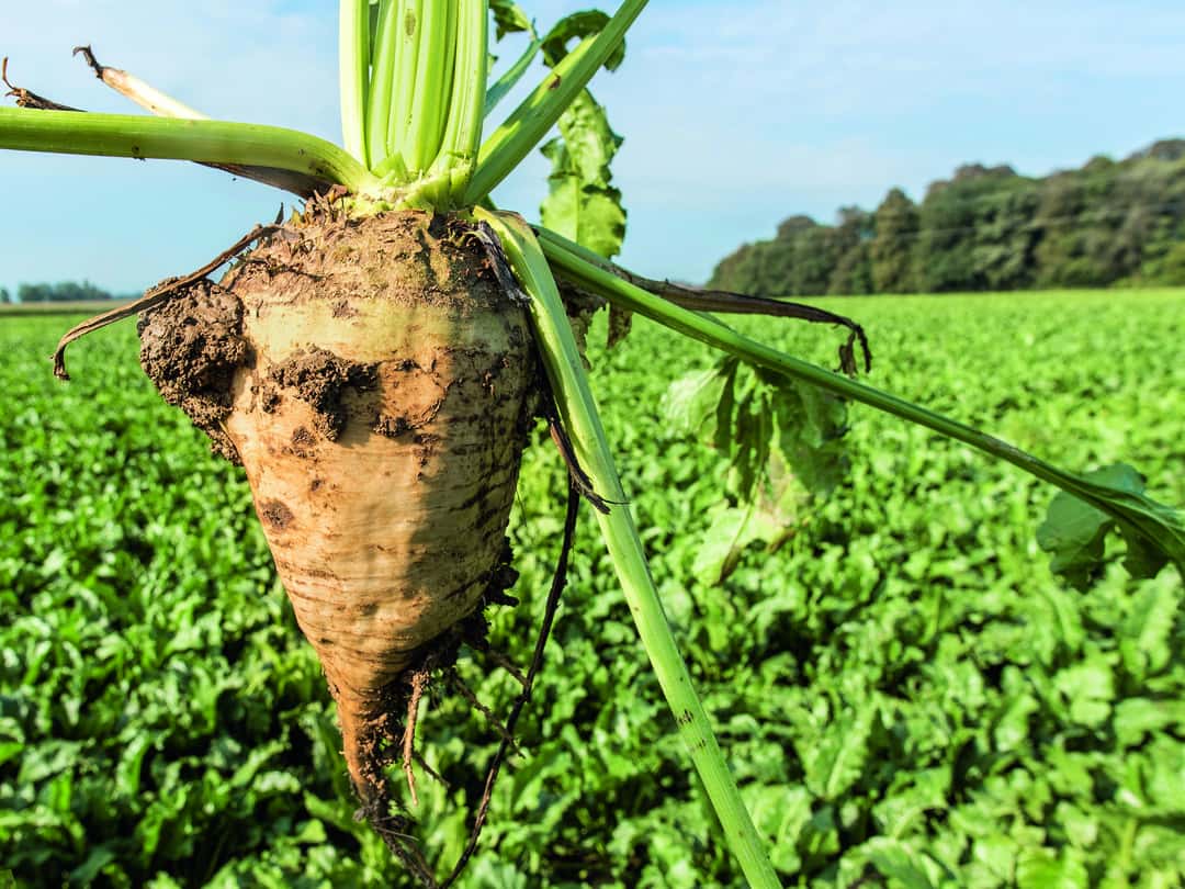Nur hohe Erträge sichern den Rübenanbau | top agrar online