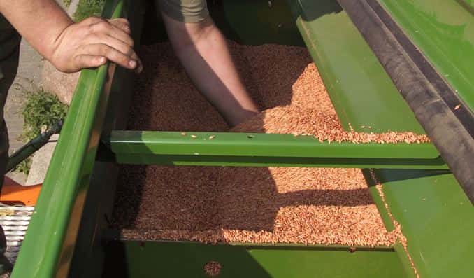 Vier Saatgut-Partien mit Gentechnik verunreinigt | top agrar online