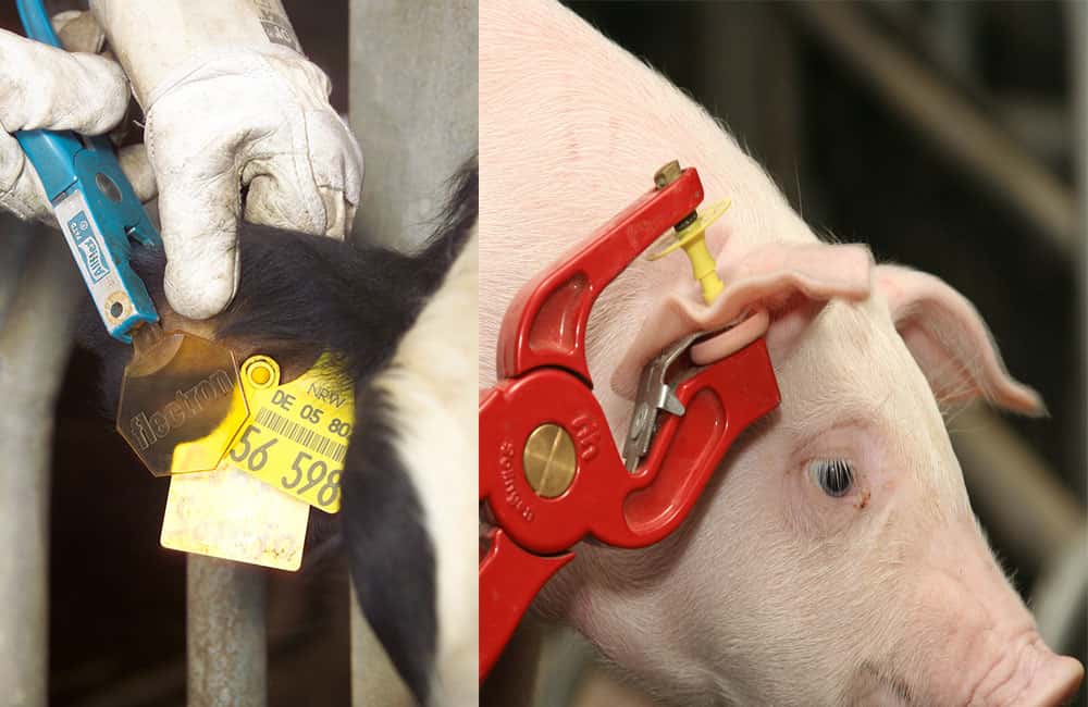 vvvo-nummer-f-r-jeden-tierstandort-vorgeschrieben