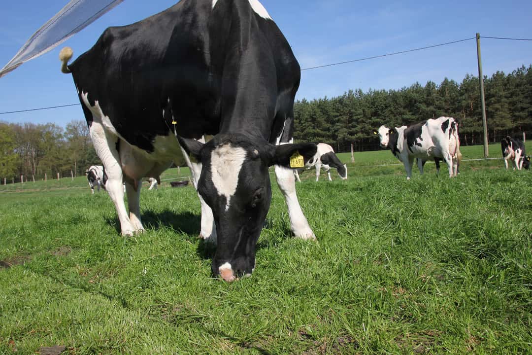 SchmallenbergVirus in Hessen top agrar online