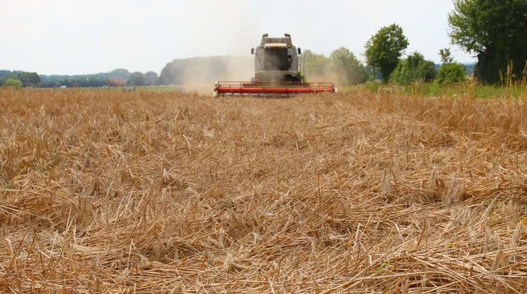 Wachstumsregler in Getreide: So bleibt die Basis stabil | top agrar online
