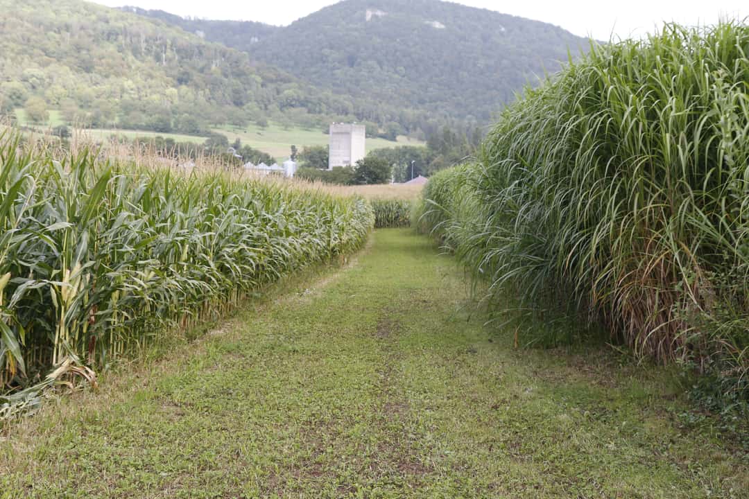 Alternativen zum Biogasmais: Silphie, Miscanthus oder Wildpflanzen ...