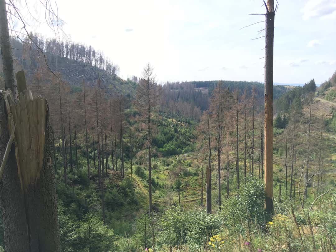 Waldbericht: Stürme, Dürre und Hitze schaden dem Wald enorm | top agrar ...