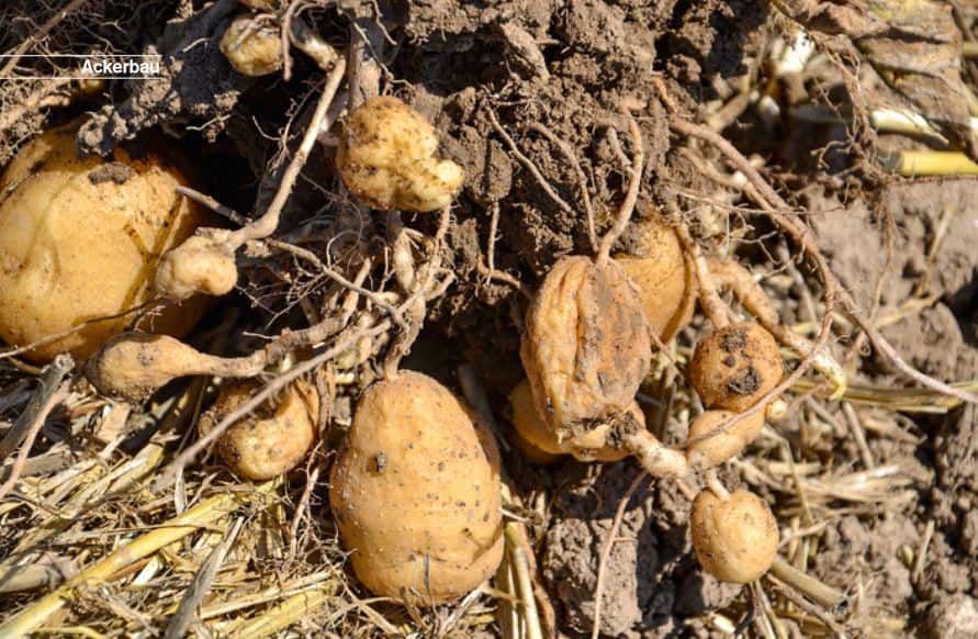 Stolbur-Bakterium richtet große Schäden in Kartoffeln an | top agrar online