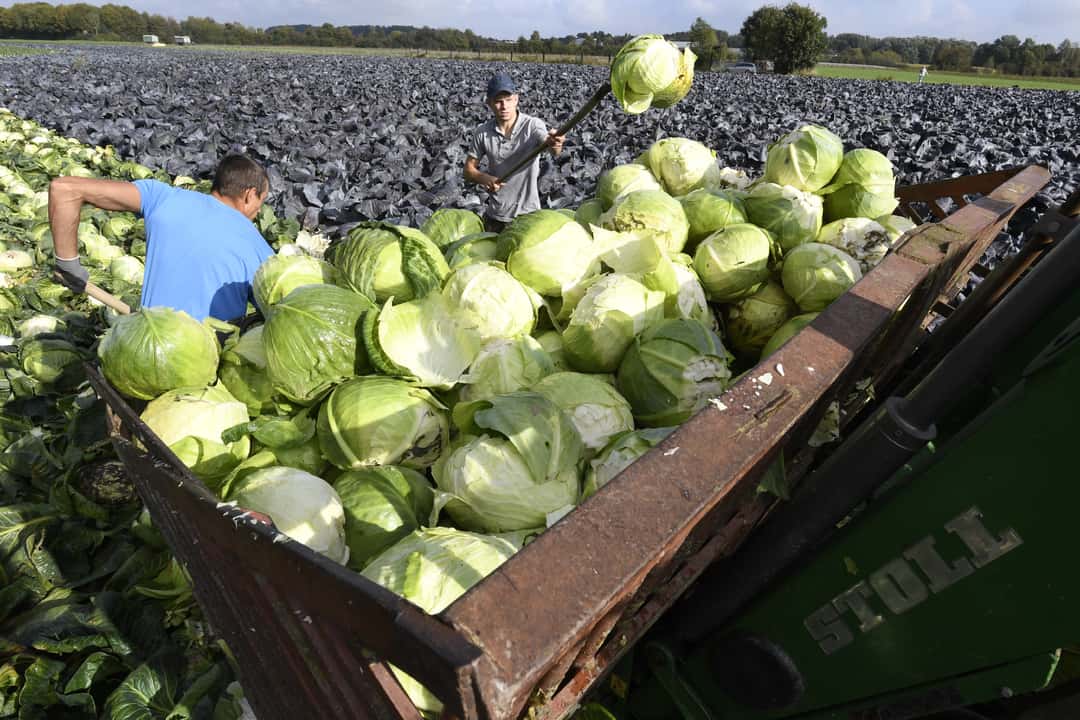 Zahl der Arbeitskräfte in der Landwirtschaft weiter rückläufig | top