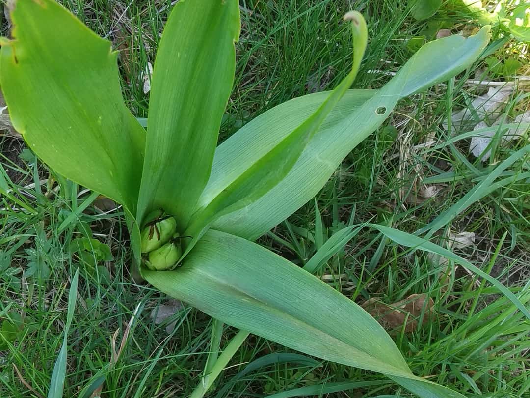 Herbstzeitlose Giftpflanze jetzt bekämpfen! top agrar online