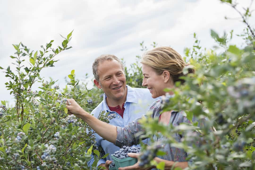 Gesetzliche Rente für Landwirte: Mehr einzahlen ab dem 50. Lebensjahr