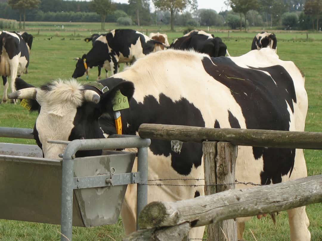 Hämorrhagische Septikämie Wild und Rinderseuche jetzt auch in MV