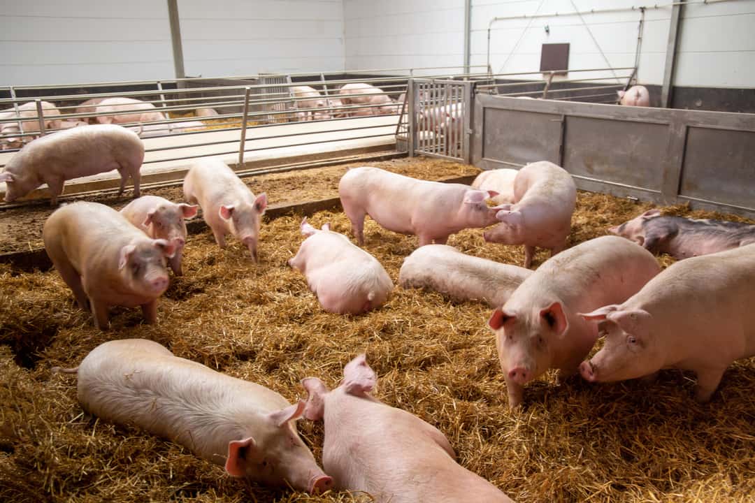 Auszahlung der Krisenhilfe für die Landwirtschaft startet | top agrar