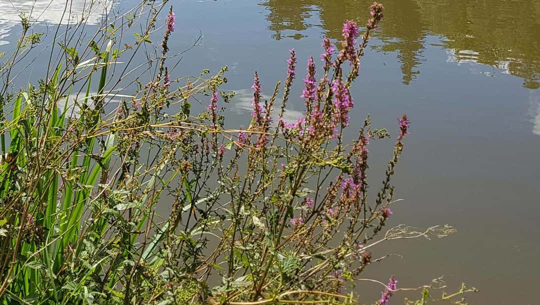 Branntkalk in trockengelegten Teich BUNDMitarbeiter verursacht