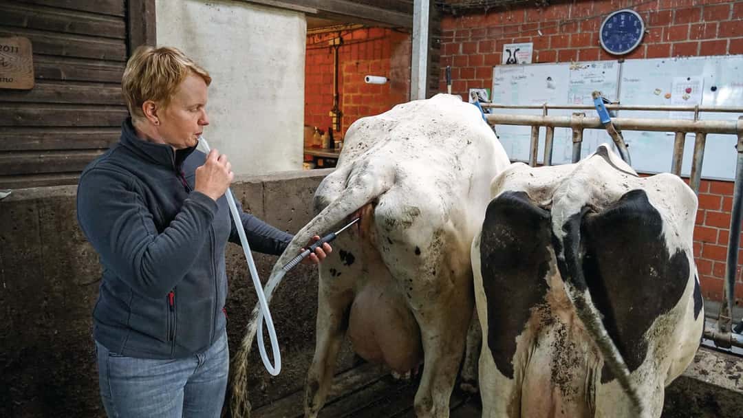 Rinder stressfrei behandeln: BlowFixx von Bovitools/Quidee beruhigt die ...