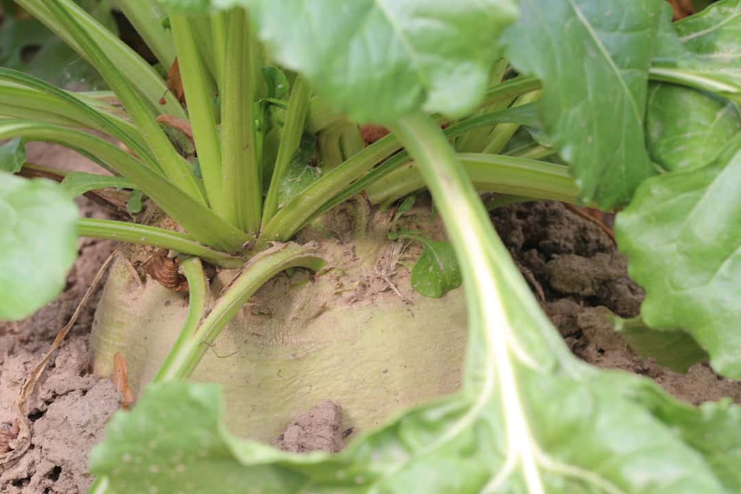 Das leisten die besten bewährten und neuen Rübensorten | top agrar online