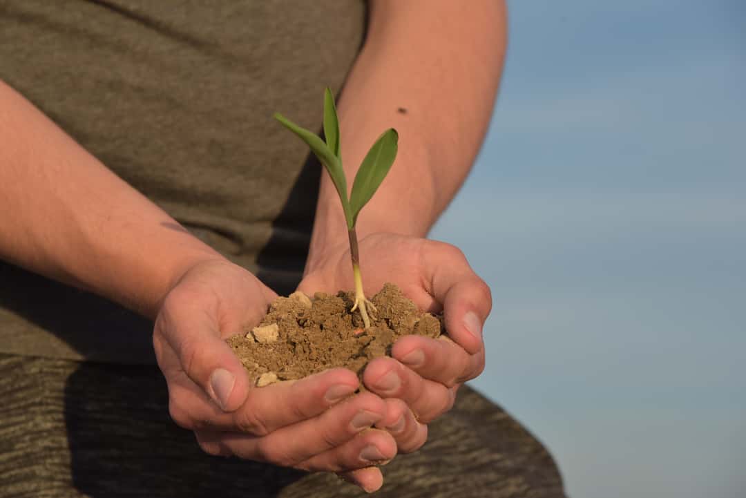 Seedalive Schnelltests für die Keimfähigkeit von Saatgut top agrar
