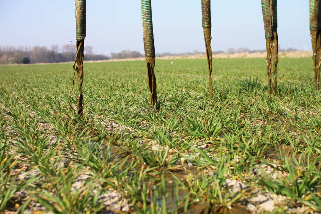 Bürgerin hält GülleGeruch für gefährlich