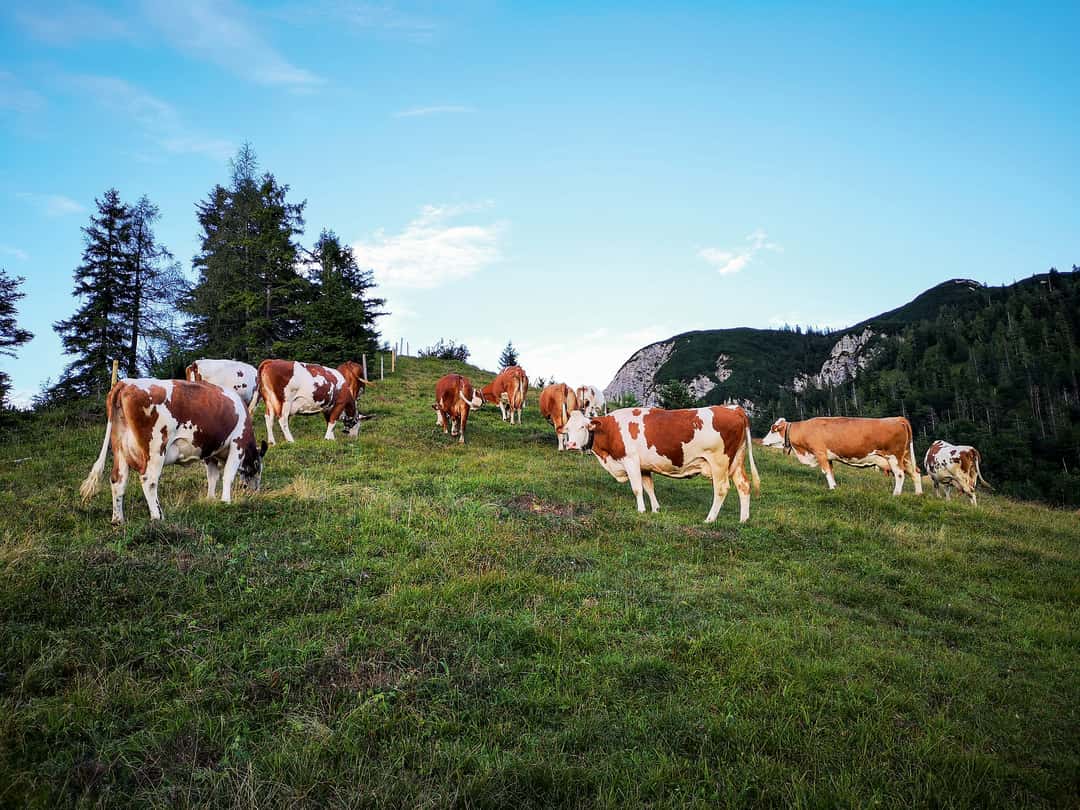 Mehr Biomilch aus Österreich? | top agrar online