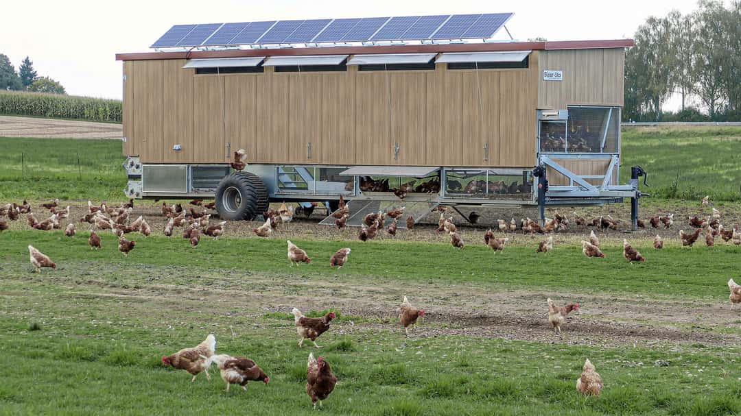 Eierproduktion wächst wegen Freiland und Bio | top agrar online