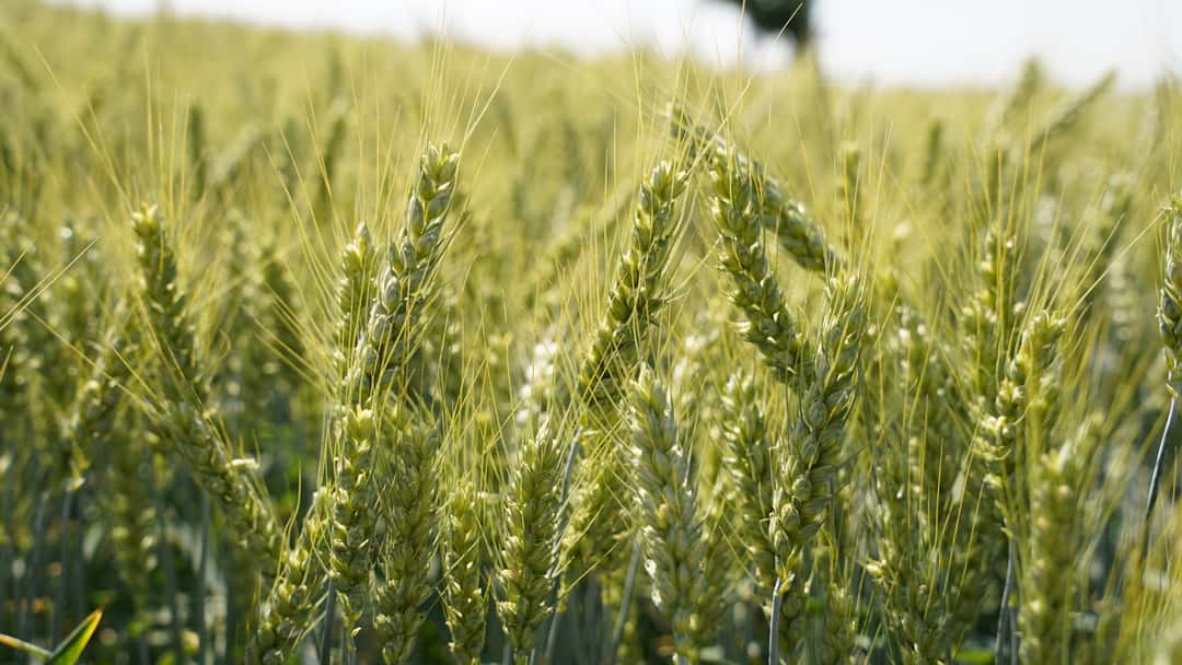 Neuer E-Weizen für die DSV zugelassen | top agrar online